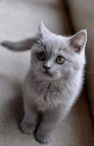 pictures of cats in black and white bilder 194x300 - Suche Katze Gratis