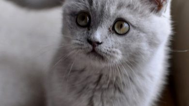 Bild von pictures of cats in black and white bilder