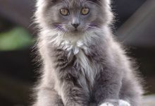 Bild von pictures of cats please bilder fürs handy