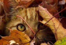 Bild von pictures of cats sitting down bilder fürs handy