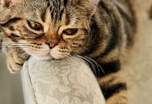 Bild von pictures of cute little cats bilder fürs handy