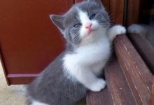 Bild von pictures of different cats bilder fürs handy