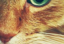Bild von pictures of yellow cats bilder fürs handy