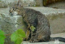 Bild von show pictures of cats bilder fürs handy