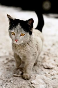 weird cat pictures with captions bilder 200x300 - Birma Kitten