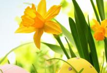 Bild von Christliche Ostergrüße Kostenlos bilder fürs handy
