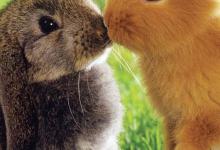 Bild von Frohe Ostern Grußkarten bilder fürs handy