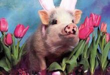 Bild von Ostergrüße Kostenlos bilder fürs handy