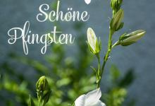 Bild von Ostern Wünsche Sprüche Lustig bilder fürs handy