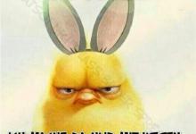 Bild von Spruch Ostern Witzig bilder fürs handy