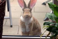 Bild von Süße Ostersprüche bilder fürs handy