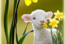 Bild von Text Frohe Ostern bilder fürs handy