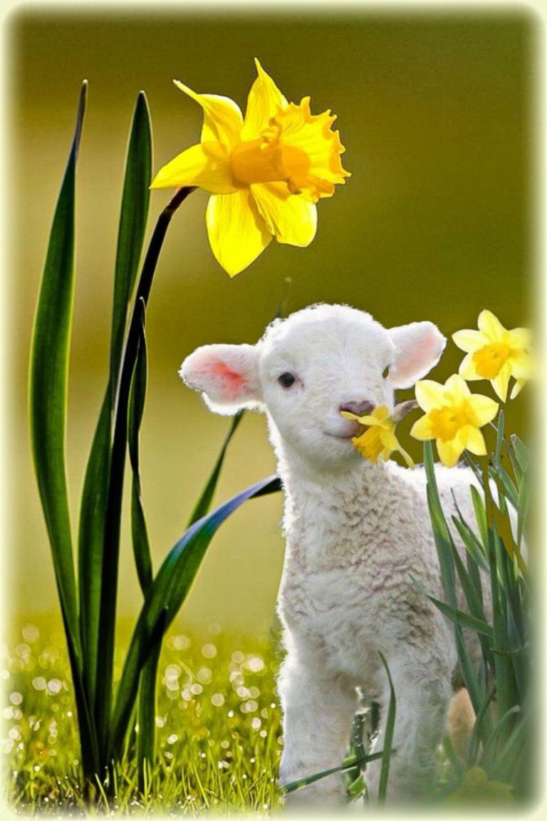 Text Frohe Ostern