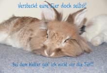 Bild von Whatsapp Ostergrüße Lustig bilder fürs handy