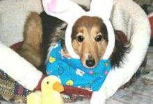 Bild von Witzige Ostergrüsse bilder fürs handy