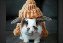 Bild von Witzige Ostern Sprüche bilder fürs handy