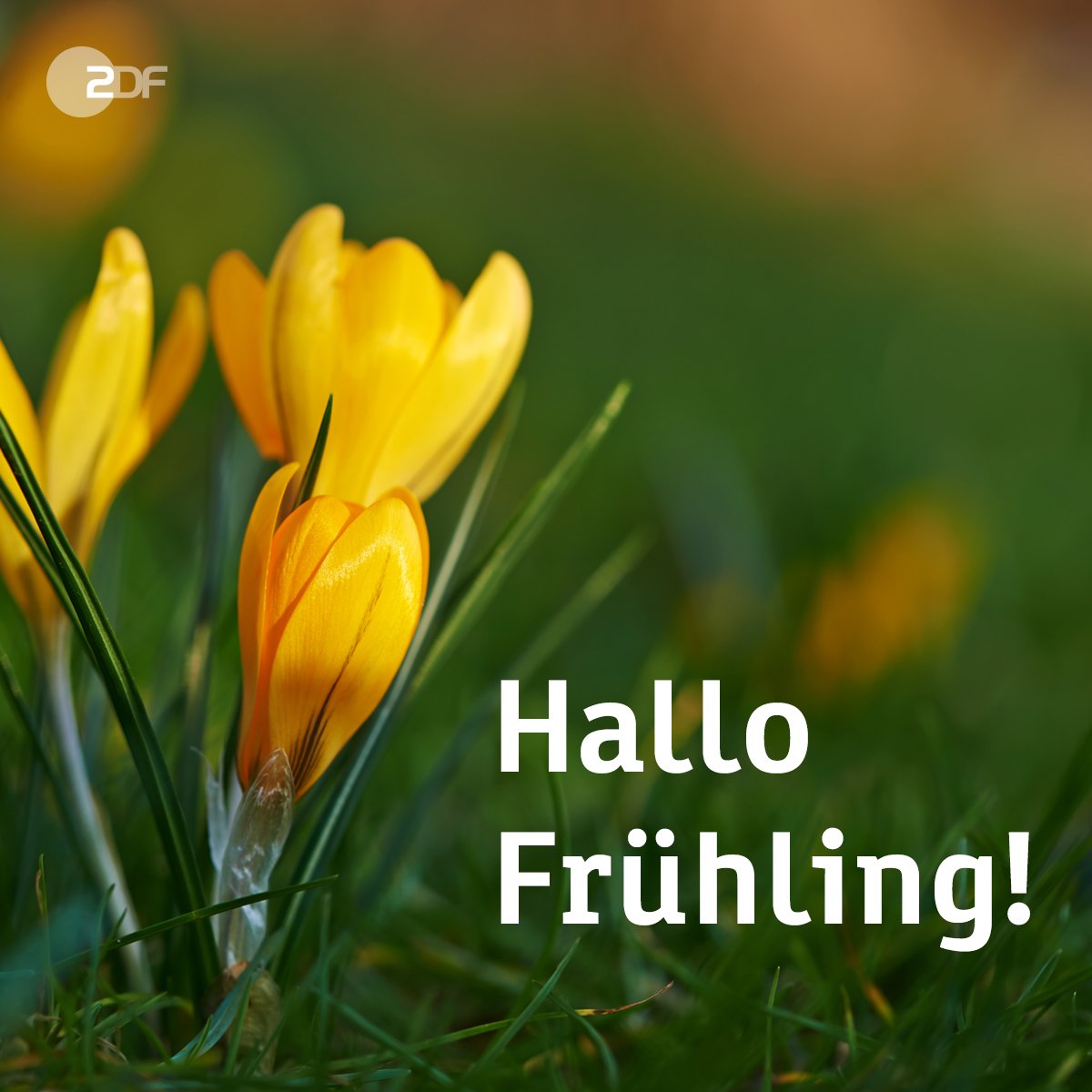 Hallo frühling bilder Bilder und Sprüche für Whatsapp und Facebook