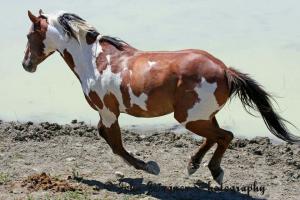 3d Pferde Bilder Kostenlos Herunterladen 300x200 - Pferdebilder Araber Für Facebook
