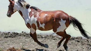 Bild von 3d Pferde Bilder Kostenlos Herunterladen
