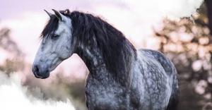 Affen Bilder 300x156 - Belgier Pferd Kaufen Kostenlos Herunterladen
