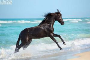 Alle Pferderassen Mit Bild 300x200 - Pferde Kaufen Pony Für Facebook