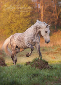 Alles Über Pferde Kostenlos Downloaden 215x300 - Westernpferde Bilder