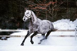 Alles Über Pferde Kostenlos Herunterladen 300x200 - Pferde Und Ponys Für Facebook