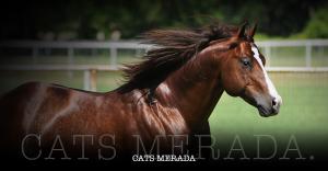Andalusier 300x156 - Isländer Pferde Bilder Für Facebook
