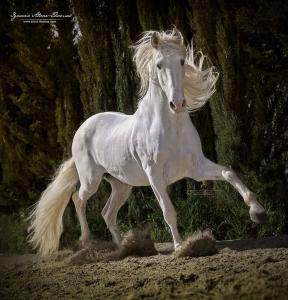 Andalusier Für Facebook 288x300 - Pferde Wandbilder Für Facebook