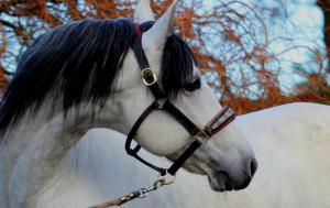 Andalusier Für Whatsapp 300x189 - Baby Pferde Bilder Für Facebook
