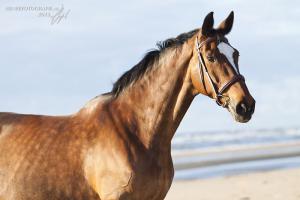 Andalusier Kostenlos Downloaden 300x200 - Pferde Weihnachten Bilder Für Facebook