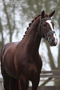 Andalusier Kostenlos Herunterladen 200x300 - Pferde Aktuell Für Facebook