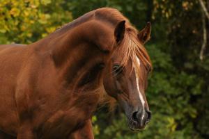 Andalusier Pferd Für Facebook 300x200 - Pferd Und Pferd