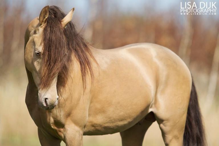 Andalusier Pferd Kostenlos Downloaden