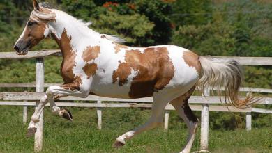 Bild von Andalusier Pferd Kostenlos Herunterladen