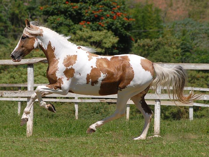 Andalusier Pferd Kostenlos Herunterladen - Andalusier Pferd Kostenlos Herunterladen