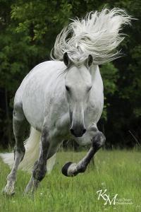 Andalusier Pferde Bilder 200x300 - Pferd Und Pferd