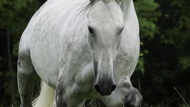 Bild von Andalusier Pferde Bilder