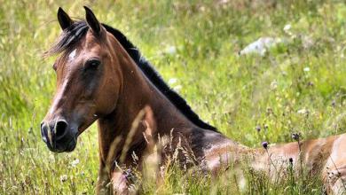 Bild von Andalusier Pferde Bilder Für Whatsapp