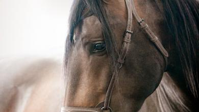 Bild von Andalusier Pferde Bilder Kostenlos Herunterladen