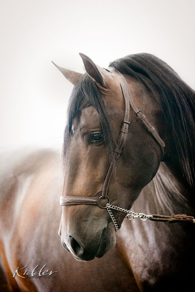 Andalusier Pferde Bilder Kostenlos Herunterladen - Andalusier Pferde Bilder Kostenlos Herunterladen