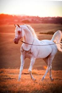 Araber Für Facebook 200x300 - Morgan Pferd Kaufen