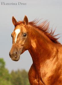 Araber Für Whatsapp