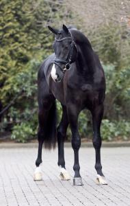 Araber Kostenlos Herunterladen 190x300 - Galoppierende Pferde Bilder Für Facebook