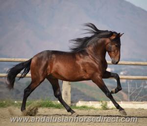 Araber Pferd Für Facebook 300x256 - Schwarze Pferde Bilder Für Facebook