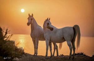Araber Pferd Kostenlos Downloaden 300x196 - Pferde Bilder Malen