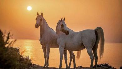 Bild von Araber Pferd Kostenlos Downloaden