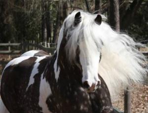 Araber Pferd Kostenlos Herunterladen 300x228 - Pferde Weihnachten Bilder Für Facebook