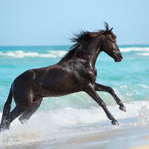 Araber Pferde Bilder 300x300 - Pferde Reiten Bilder Für Facebook