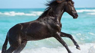 Bild von Araber Pferde Bilder